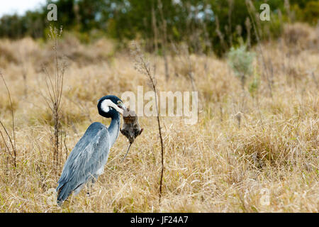 Great Blue heron Vogel fangen eine Maus - Bild 2 von 4 Stockfoto