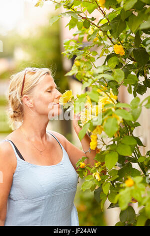 Frau duftende rose Stockfoto