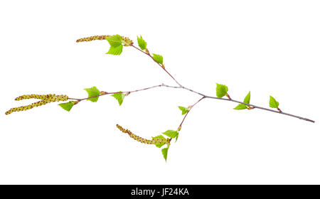 Zweig der Birke mit jungen grünen Blättern und Ohrringe isoliert auf weißem Hintergrund Stockfoto