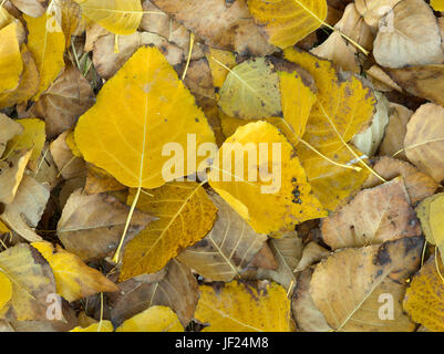 Herbstlaub am Boden zu verfallen. Frühwinter, Australien. Stockfoto