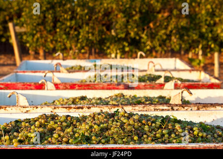 Maschine geerntet Gordo Trauben warten auf Lieferung an Weingut. Stockfoto