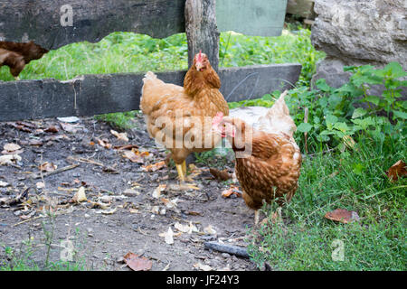 Huhn im Dorf Stockfoto