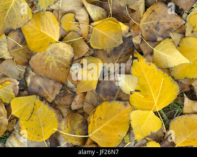 Endo von Autumn leaves Pappel auf Boden verfault, Australien. Stockfoto