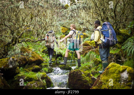 Wanderer durchqueren einen fließenden Strom inmitten Heidekraut Baumriesen tropft mit Flechten, Kilembi Weg, Rwenzori National Park, Kasese District Uganda. Stockfoto