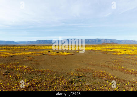 Gelbe Plateau mit flachen Landschaft Tankwa Karoo Stockfoto