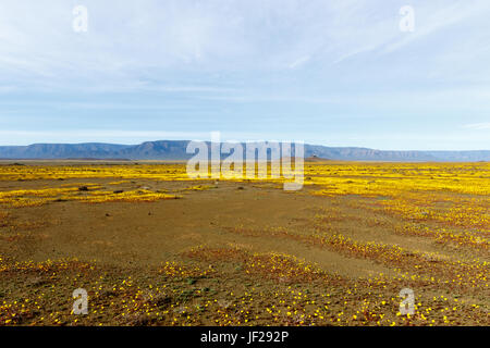 Fast flach Gelb Landschaft der Tankwa Karoo National Park Stockfoto