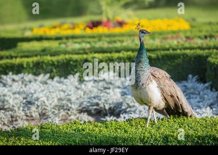 Männliche Pfau im Garten Stockfoto