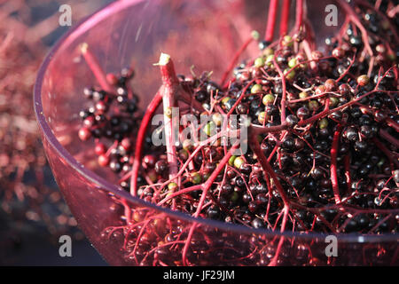 Sambucus nigra Stockfoto