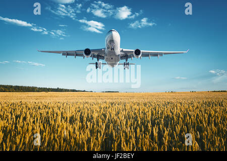 Flugzeug. Landschaft mit großen weißen Passagierflugzeug fliegt in den blauen Himmel über Weizenfeld in farbenprächtigen Sonnenuntergang im Sommer. Passagierflugzeug ist l Stockfoto