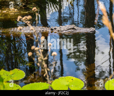 Amerikanischer Alligator im Wasser in den Okefenokee Wildlife Refuge. Stockfoto