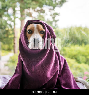 Hund in Decke gehüllt Stockfoto