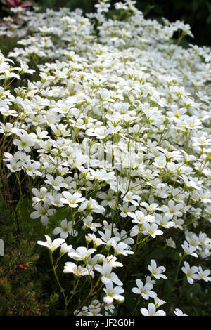 Steinbrech-Anlage mit einer Masse von weißen flowerheads Stockfoto