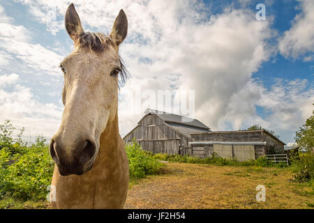 Freundliches Pferd in seinem Stall Stockfoto