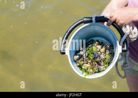 Mann, der Eimer mit selbst gepflückten Miesmuscheln stehen im flachen Wasser bei Ebbe am Wattenmeer, Niederlande Stockfoto