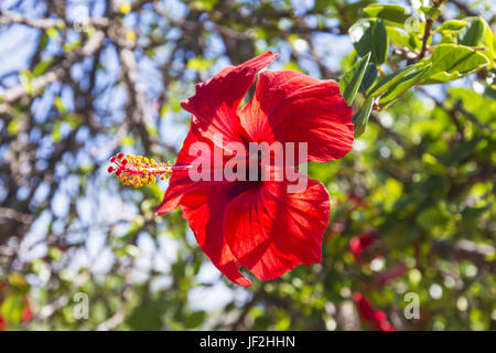 Red Hibiscus Blume mit Regentropfen fallen Stockfoto