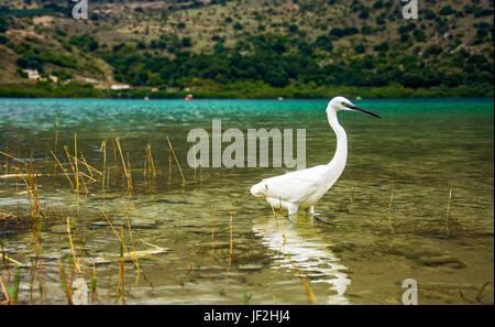 White Heron Spaziergänge auf dem Wasser auf dem Lake Shore Stockfoto