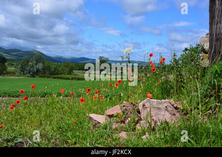 Mohnblumen Stockfoto