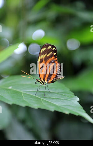 Tiger, Heliconius ismenius Ismenius Stockfoto