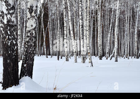 Winterlandschaft in einem birch Grove Stockfoto
