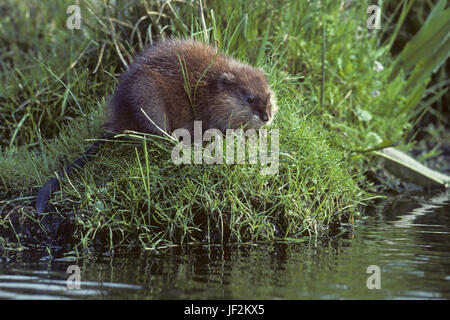 Bisamratte ist ein semiaquatic Nagetier Stockfoto