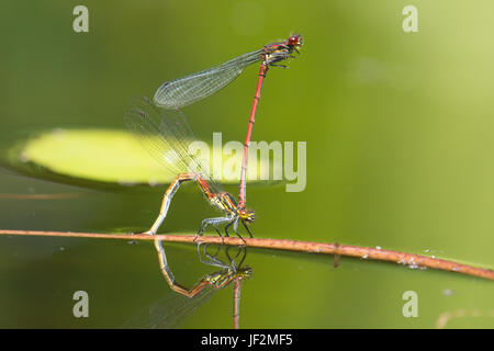 Große rote Libellen, Pyrrhosoma Nymphula, koppeln, Paarung und Eiablage im Tandem in Garten Tierwelt Teich. Sussex, UK. Juni Stockfoto