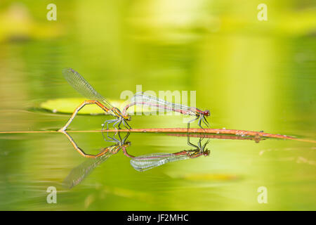 Große rote Libellen, Pyrrhosoma Nymphula, koppeln, Paarung und Eiablage im Tandem in Garten Tierwelt Teich. Sussex, UK. Juni Stockfoto