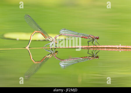 Große rote Libellen, Pyrrhosoma Nymphula, koppeln, Paarung und Eiablage im Tandem in Garten Tierwelt Teich. Sussex, UK. Juni Stockfoto