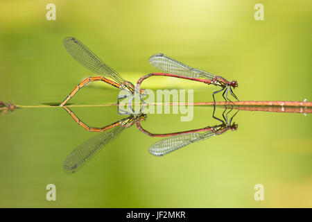 Große rote Libellen, Pyrrhosoma Nymphula, koppeln, Paarung und Eiablage im Tandem in Garten Tierwelt Teich. Sussex, UK. Juni Stockfoto