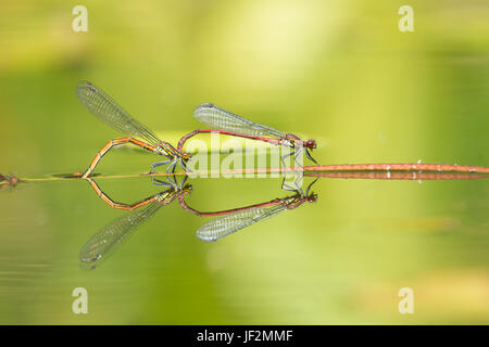 Große rote Libellen, Pyrrhosoma Nymphula, koppeln, Paarung und Eiablage im Tandem in Garten Tierwelt Teich. Sussex, UK. Juni Stockfoto