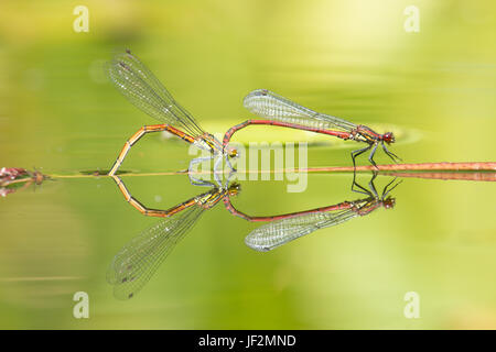 Große rote Libellen, Pyrrhosoma Nymphula, koppeln, Paarung und Eiablage im Tandem in Garten Tierwelt Teich. Sussex, UK. Juni Stockfoto