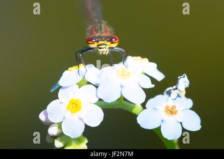 Große rote Damselfly, Pyrrhosoma Nymphula, thront auf Wasser Vergissmeinnicht, Myosotis Scorpioides. Juni. Sussex, UK. Stockfoto