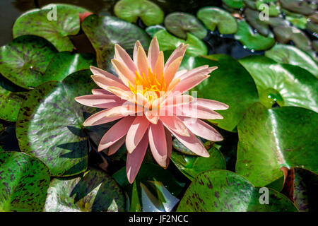 Rosafarbene Seerosen im botanischen Garten in Padova, Italien Stockfoto