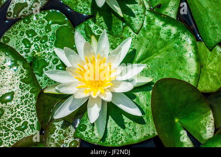 Eine weiße Seerose, Nymphaea odorata oder Nymphaea alba, im botanischen Garten in Padova, Italien Stockfoto