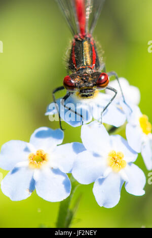 Große rote Damselfly, Pyrrhosoma Nymphula, thront auf Wasser Vergissmeinnicht, Myosotis Scorpioides. Juni. Sussex, UK. Stockfoto