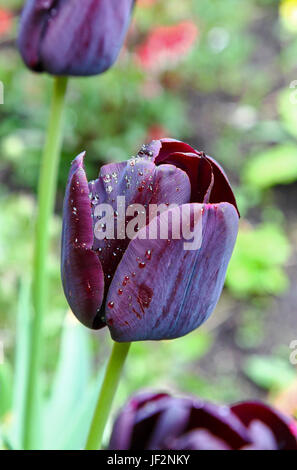 Die schwarze Blumen Tulpen, Tulipa 'Queen of Night' Stockfoto