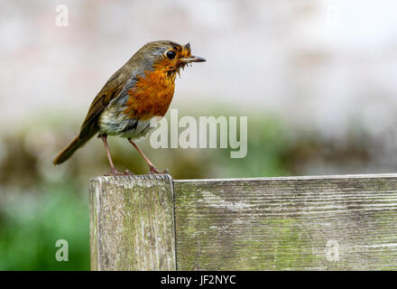 Ein Rotkehlchen (Erithacus Rubecula), bekannt als Robin oder Rotkehlchen thront auf einem hölzernen Sitz Stockfoto