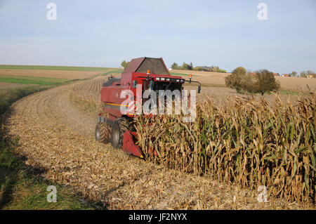 Zea mays, Mais, Ernte Stockfoto