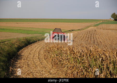 Zea mays, Mais, Ernte Stockfoto