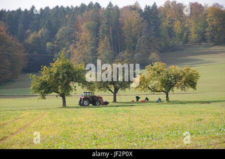 Malus Domestica, Apple, Ernte Stockfoto