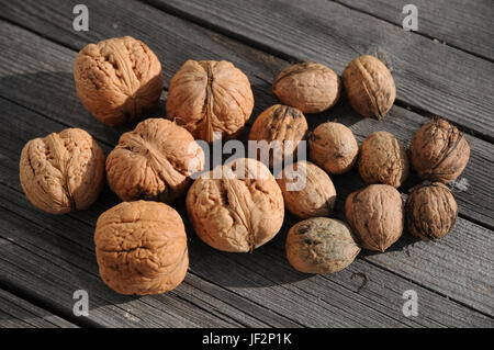 Juglans regia Walnuss, große und kleine Muttern Stockfoto