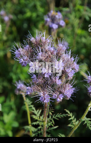 Phacelia tanacetifolia. Scorpion Unkraut Stockfoto