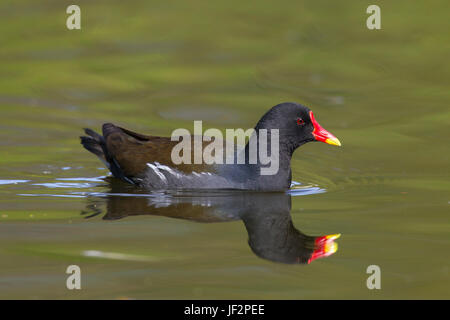 Teichhühner / Waterhen (Gallinula Chloropus) Schwimmen im Teich Stockfoto