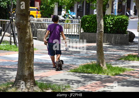 Eine alte Frau, die ihre schwarzen Pudelhund im Park spazieren, an einem heißen Sommertag in Xinzhuang, Taiwan. Gute gesunde Bewegung für sie beide. Stockfoto