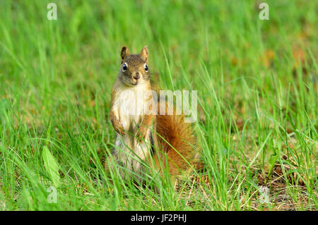 Ein Rotes Eichhörnchen (Tamiasciurus Hudsonicus); stehend auf den hinteren Beinen, ich freue mich in dem tiefen Rasen in ländlichen Alberta Kanada Stockfoto