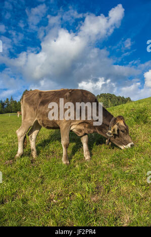 Braune Kuh auf einer Almwiese Stockfoto