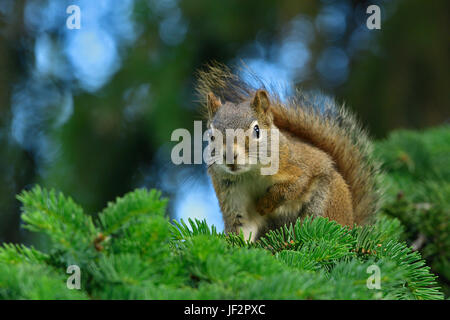 Ein Rotes Eichhörnchen (Tamiasciurus Hudsonicus); thront auf einer Tanne Zweig in ländlichen Alberta Kanada Stockfoto