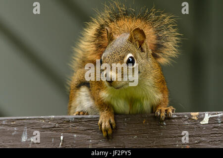 Ein Rotes Eichhörnchen (Tamiasciurus Hudsonicus); auf einem braunen Zaun in ländlichen Alberta Kanada Stockfoto