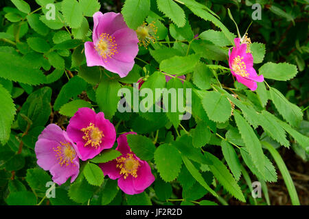 Eine wilde rose Alberta Bush (Rosa Acicularis), die offizielle Blumenemblem von der Provinz Alberta, Kanada. Stockfoto