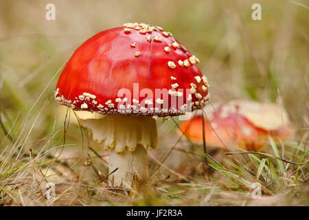 Fliegen blätterpilze im Herbst im Wald Stockfoto