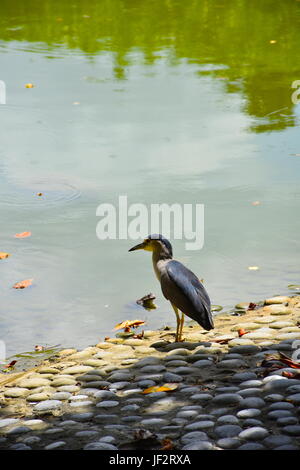 Dark Blue Heron Jagd für Nahrung, sondern von ein großer Frosch in einem Park-Teich in Taiwan beobachtet. Stockfoto